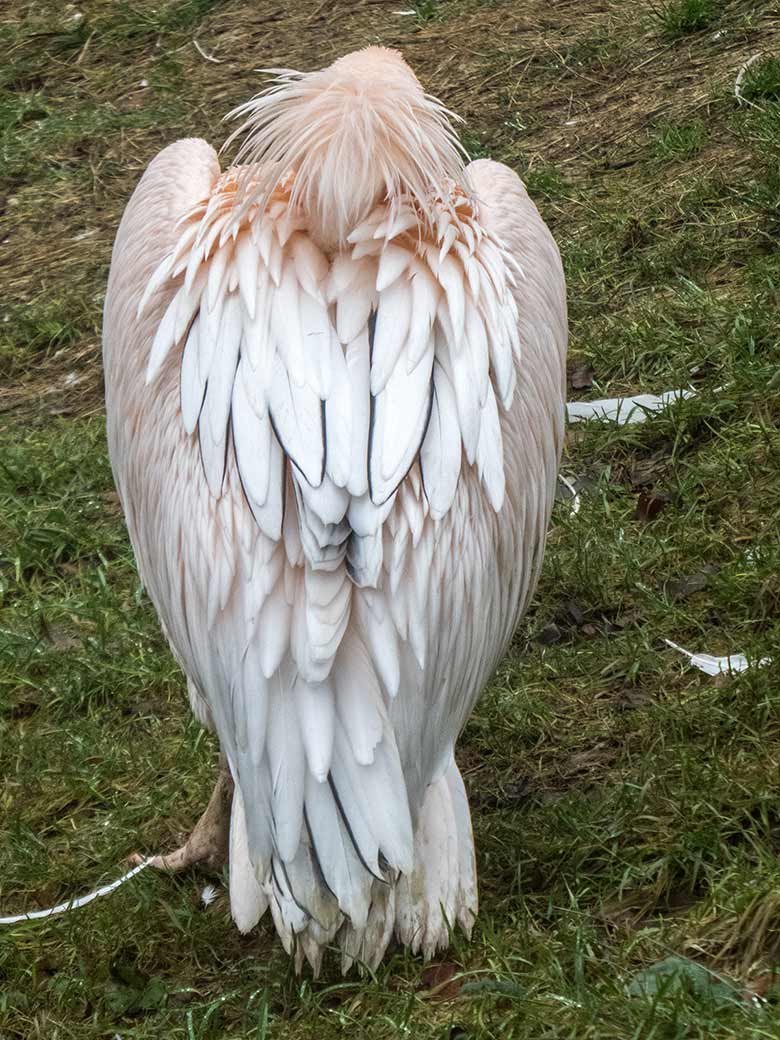 Rosapelikan am 29. Dezember 2018 auf der Außenanlage im Grünen Zoo Wuppertal