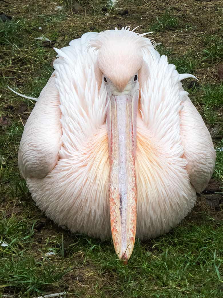 Rosapelikan am 29. Dezember 2018 auf der Außenanlage im Zoologischen Garten der Stadt Wuppertal