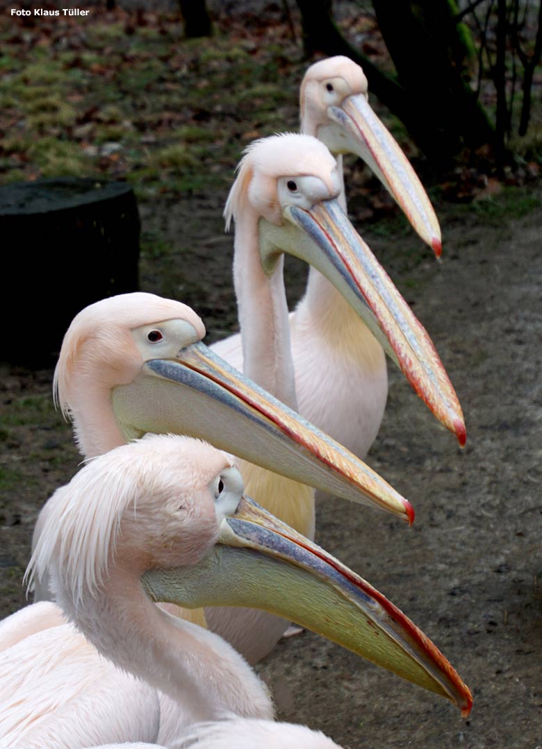 Rosapelikane am 2. Februar 2020 in der Außenanlage im Grünen Zoo Wuppertal (Foto Klaus Tüller)