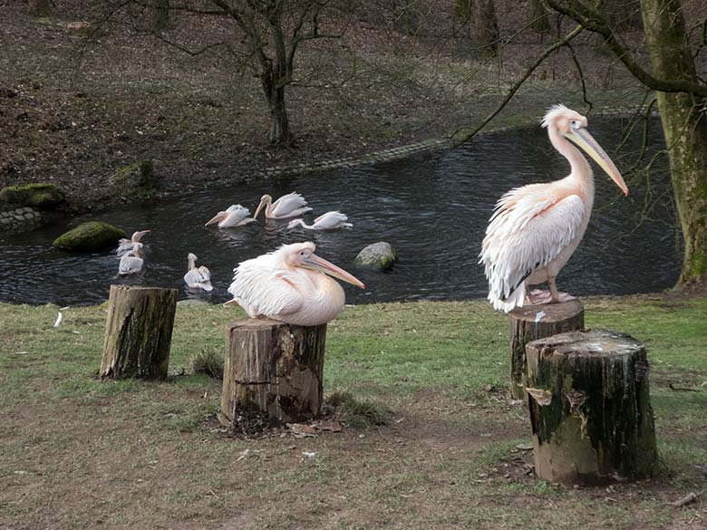 Acht Rosapelikane am 22. Februar 2020 auf der Außenanlage im Grünen Zoo Wuppertal