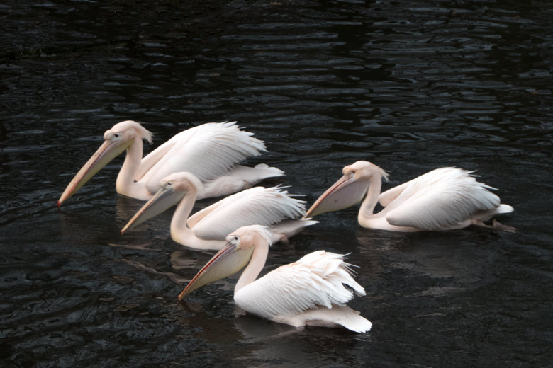 Rosapelikane auf dem Wasser am 22. Februar 2020 im Zoo Wuppertal