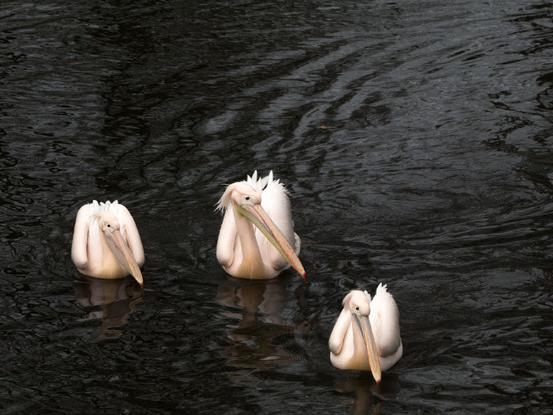 Rosapelikane auf dem Wasser am 22. Februar 2020 im Zoologischen Garten Wuppertal