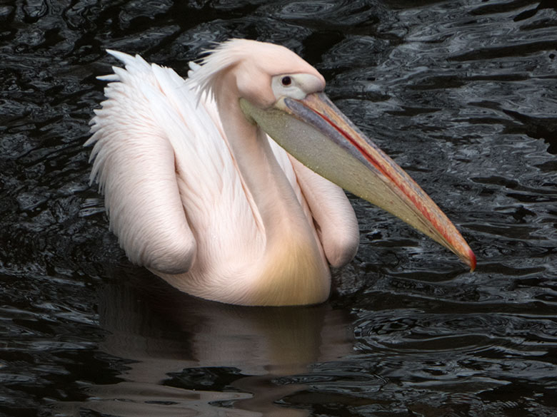 Rosapelikan auf dem Wasser am 22. Februar 2020 im Wuppertaler Zoo