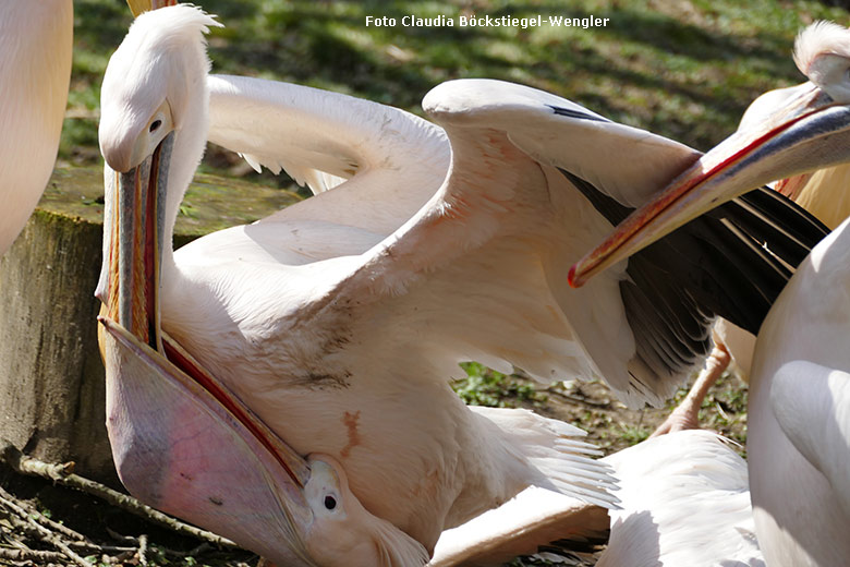 Rosapelikane am 14. März 2020 im Grünen Zoo Wuppertal (Foto Claudia Böckstiegel-Wengler)