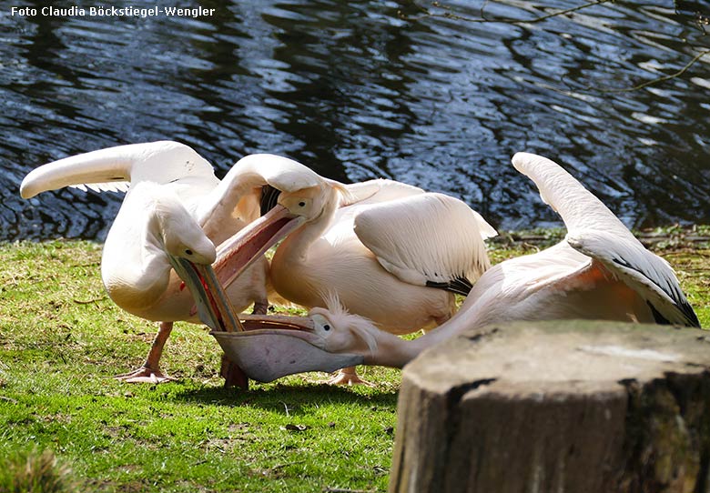 Rosapelikane am 14. März 2020 im Zoologischen Garten der Stadt Wuppertal (Foto Claudia Böckstiegel-Wengler)