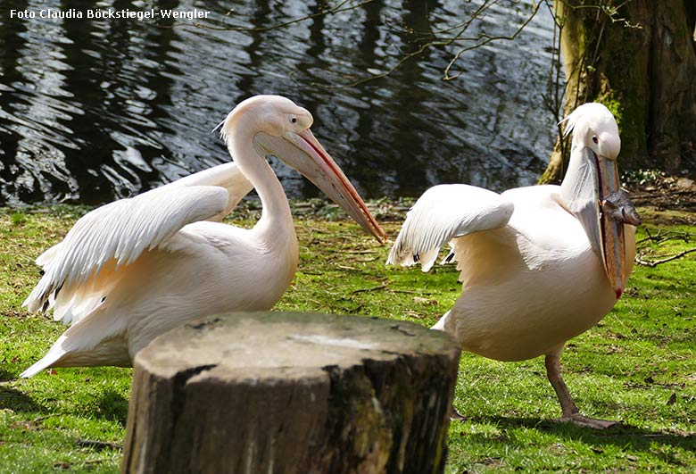 Rosapelikane am 14. März 2020 im Zoo Wuppertal (Foto Claudia Böckstiegel-Wengler)