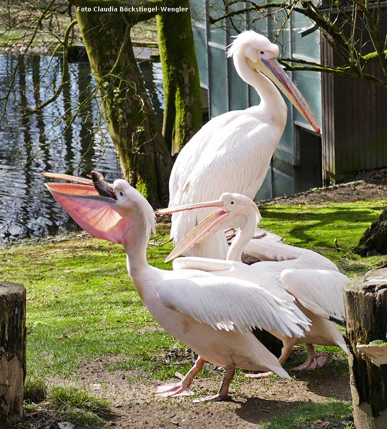 Rosapelikane am 14. März 2020 im Wuppertaler Zoo (Foto Claudia Böckstiegel-Wengler)