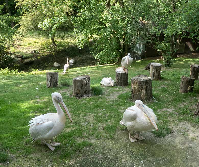 Fünf Rosapelikane am 18. Mai 2020 auf der Außenanlage im Grünen Zoo Wuppertal