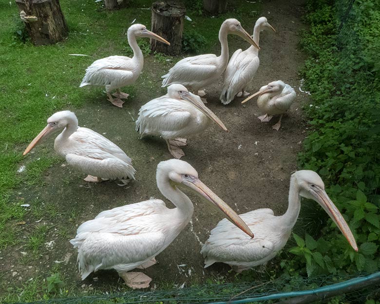 Acht Rosapelikane am 22. Juni 2020 auf der Außenanlage im Zoologischen Garten Wuppertal