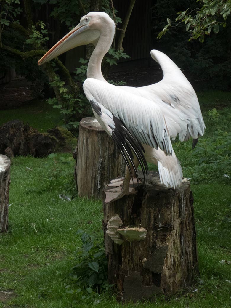 Rosapelikan am 22. Juni 2020 auf der Außenanlage im Wuppertaler Zoo