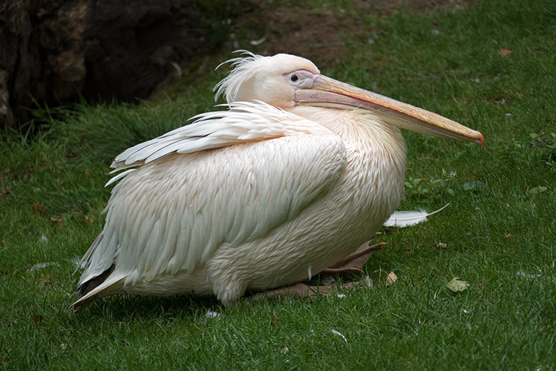 Rosapelikan am 25. August 2020 auf der Außenanlage im Grünen Zoo Wuppertal