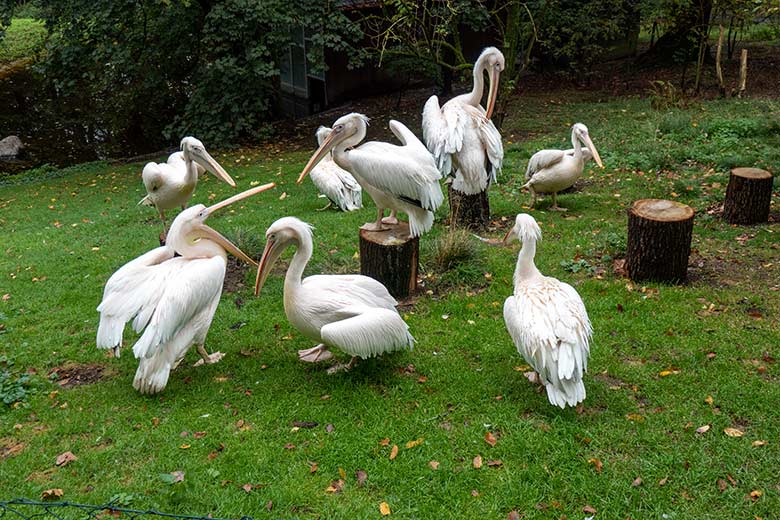 Acht Rosapelikane am 27. September 2020 auf der Außenanlage im Grünen Zoo Wuppertal