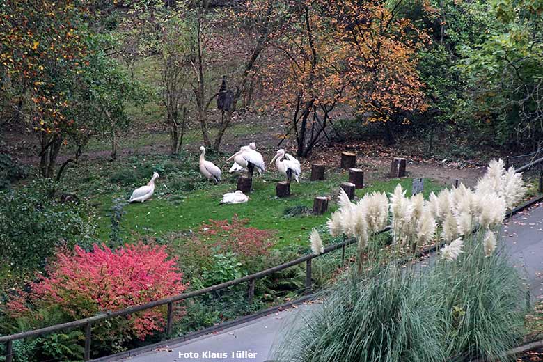 Herbst-Stimmung bei den Rosapelikanen am 18. Oktober 2020 auf der Außenanlage im Grünen Zoo Wuppertal (Foto Klaus Tüller)