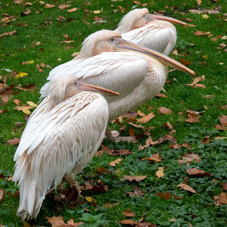 Drei Rosapelikane am 24. Oktober 2020 auf der Außenanlage im Grünen Zoo Wuppertal