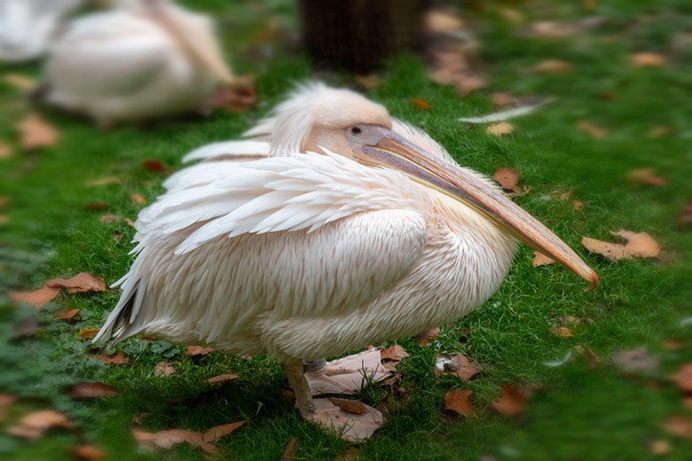 Rosapelikan am 24. Oktober 2020 auf der Außenanlage im Zoologischen Garten Wuppertal