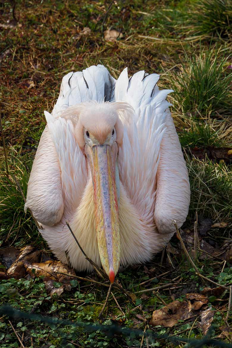 Rosapelikan am 16. März 2021 auf der Außenanlage im Zoologischen Garten Wuppertal