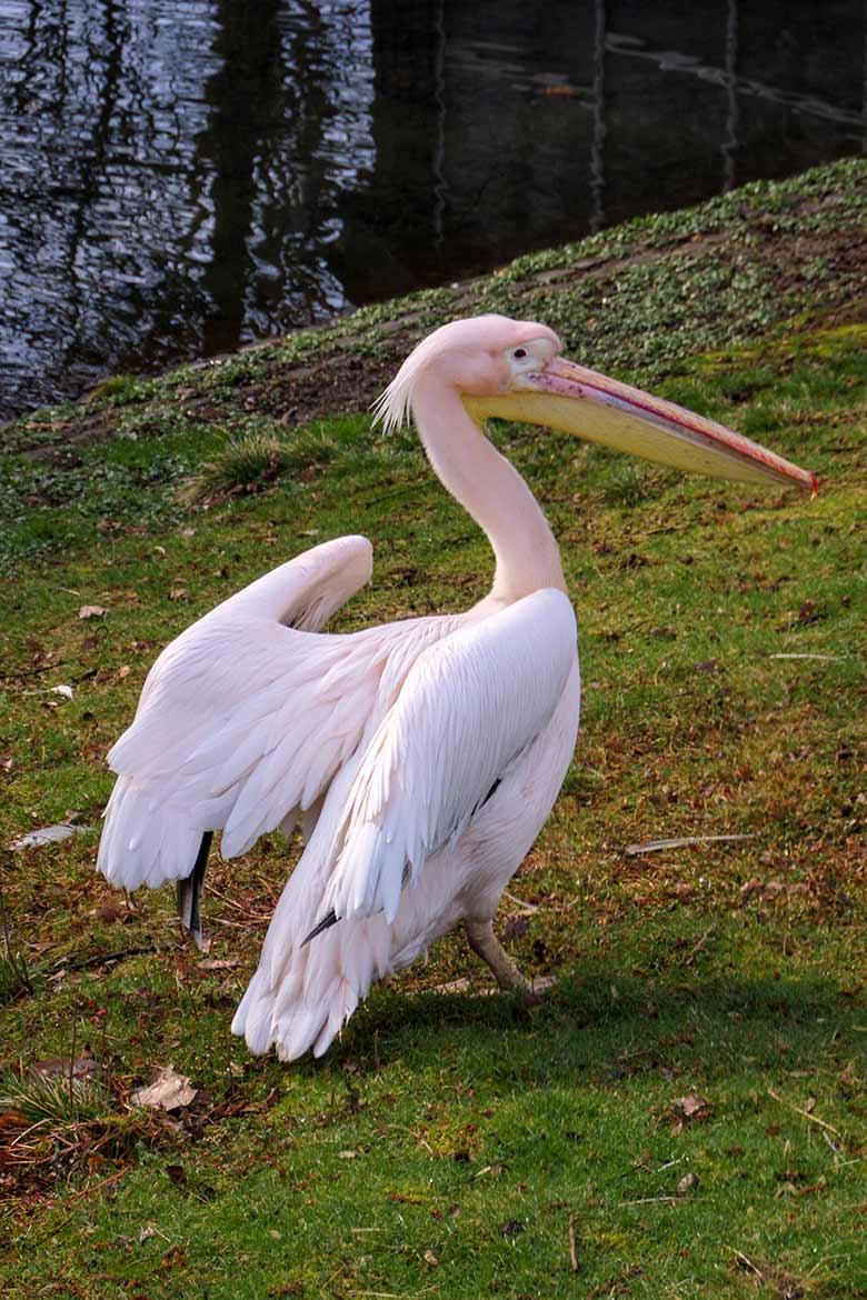 Rosapelikan am 16. März 2021 auf der Außenanlage im Wuppertaler Zoo