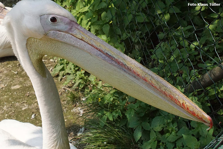 Rosapelikan am 9. Juni 2021 auf der Außenanlage im Grünen Zoo Wuppertal (Foto Klaus Tüller)