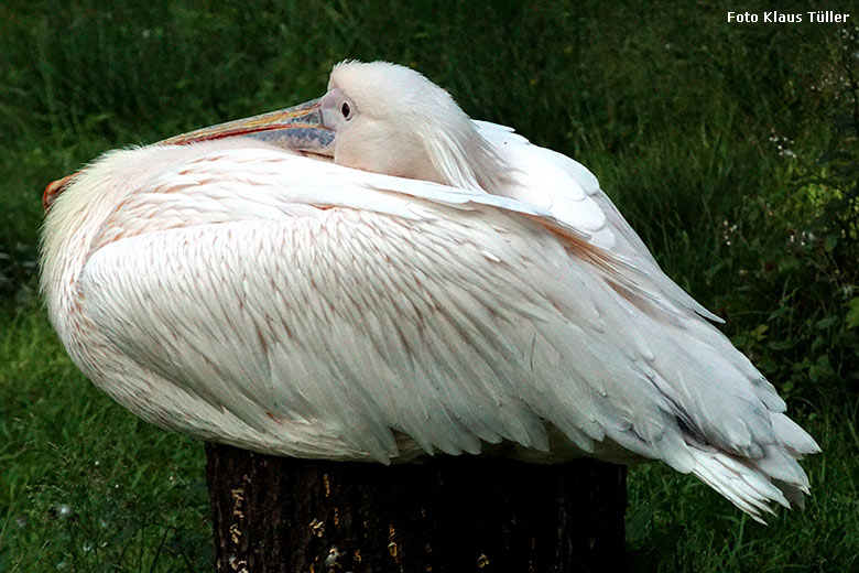 Rosapelikan am 22. Juli 2021 auf der Außenanlage im Zoologischen Garten Wuppertal (Foto Klaus Tüller)