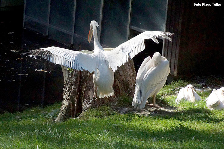 Rosapelikane am 22. September 2021 auf der Außenanlage im Zoologischen Garten Wuppertal (Foto Klaus Tüller)