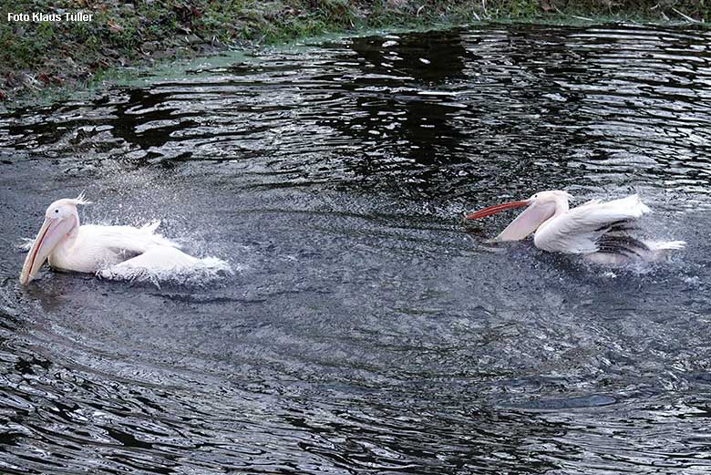 Rosapelikane am 21. Dezember 2021 auf dem Wasser der Außenanlage im Wuppertaler Zoo (Foto Klaus Tüller)