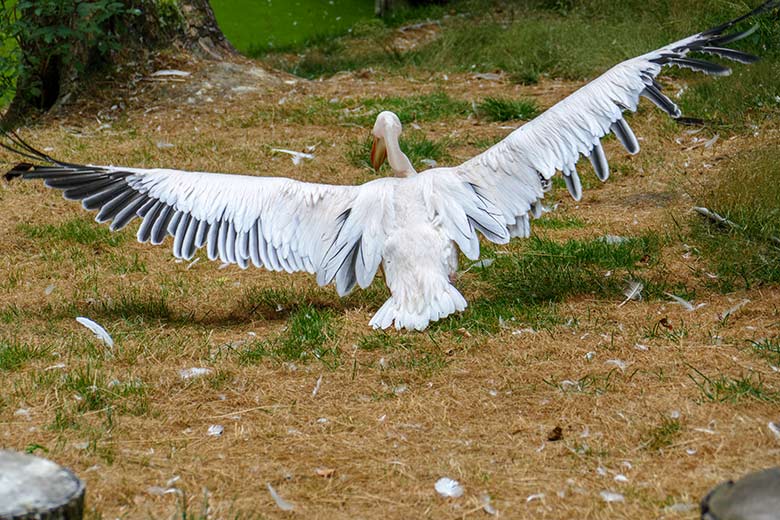 Rosapelikan am 31. Juli 2022 auf der Außenanlage im Wuppertaler Zoo