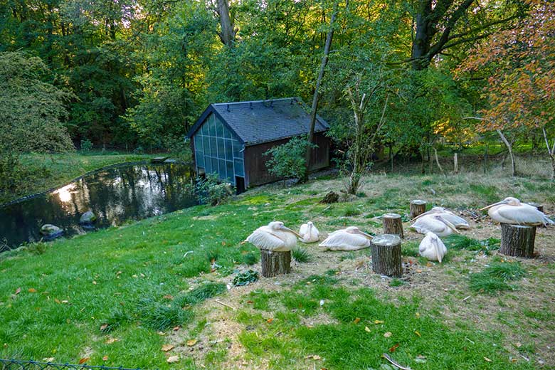 Sieben Rosapelikane am 5. Oktober 2022 auf der Außenanlage im Grünen Zoo Wuppertal