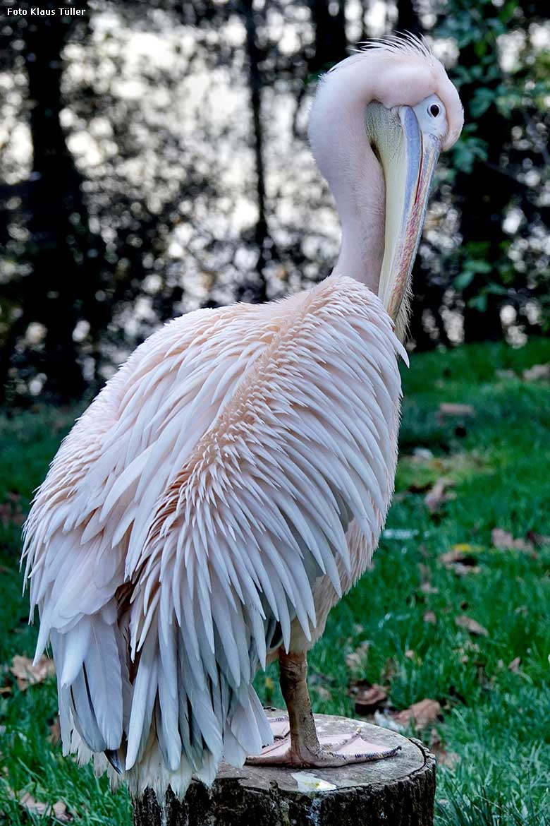 Rosapelikan am 10. November 2022 auf der Außenanlage im Grünen Zoo Wuppertal (Foto Klaus Tüller)