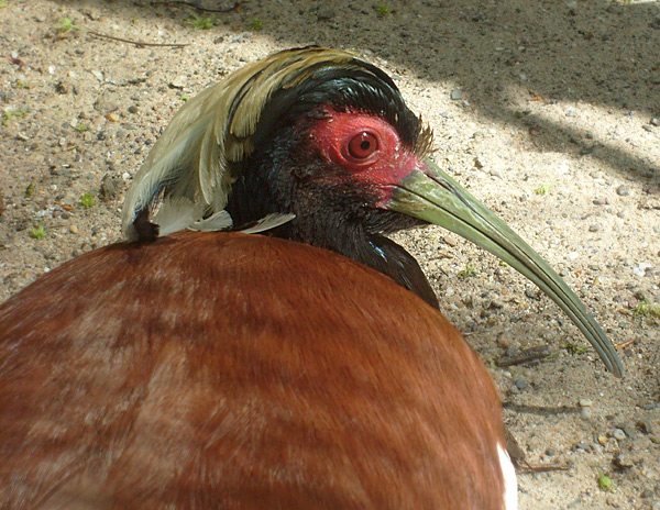 Mähnenibis im Wuppertaler Zoo im Mai 2010