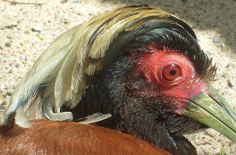 Mähnenibis im Zoo Wuppertal im Mai 2010