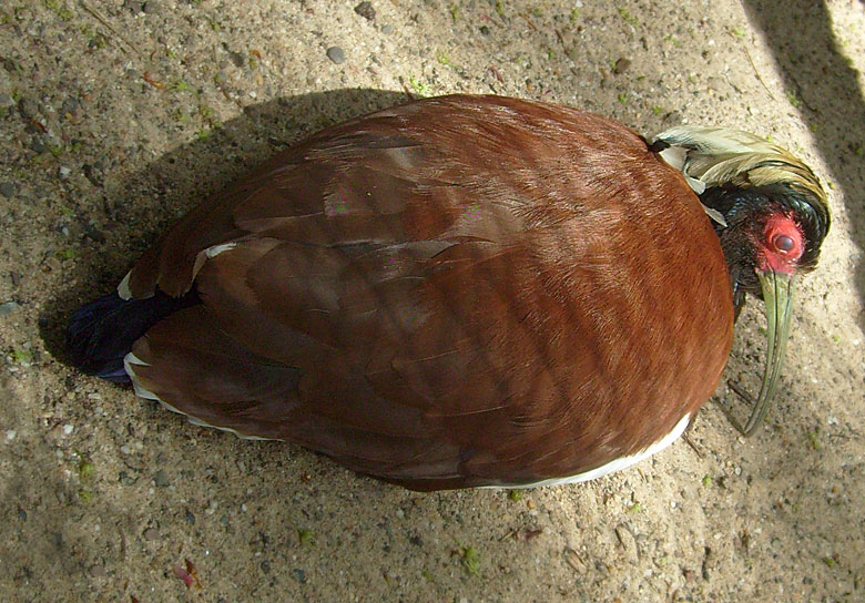 Mähnenibis im Wuppertaler Zoo im Mai 2010