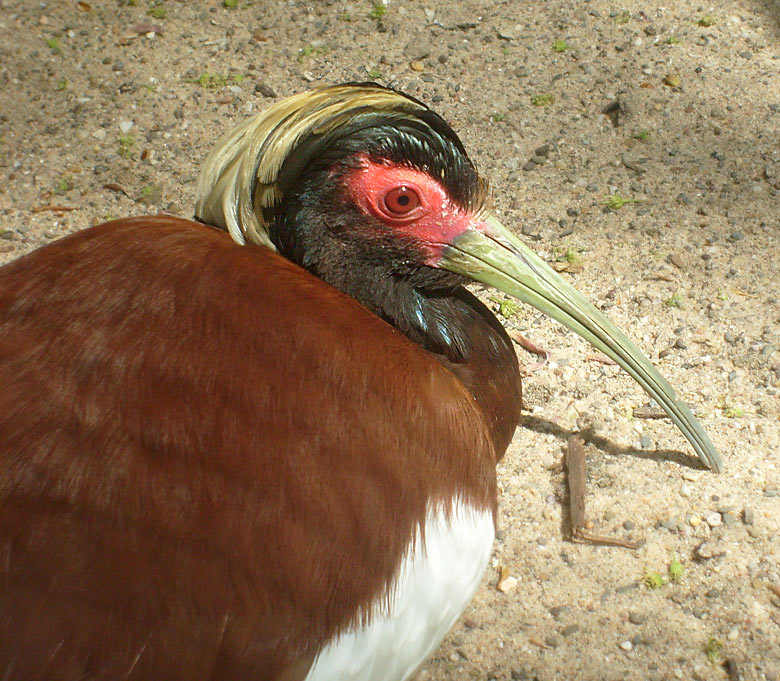 Mähnenibis im Zoologischen Garten Wuppertal im Mai 2010