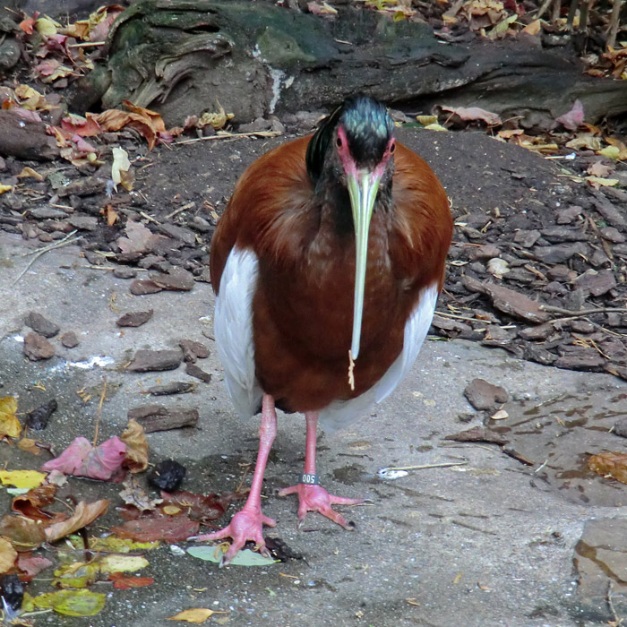 Mähnenibis im Wuppertaler Zoo im November 2012