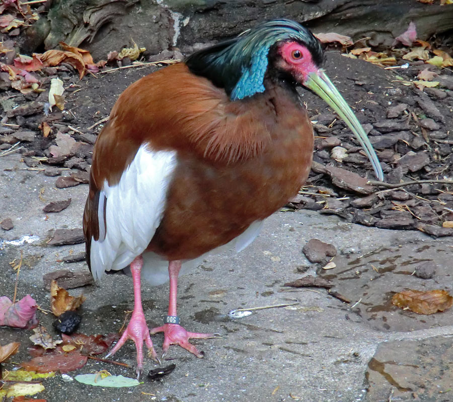 Mähnenibis im Zoologischen Garten Wuppertal im November 2012