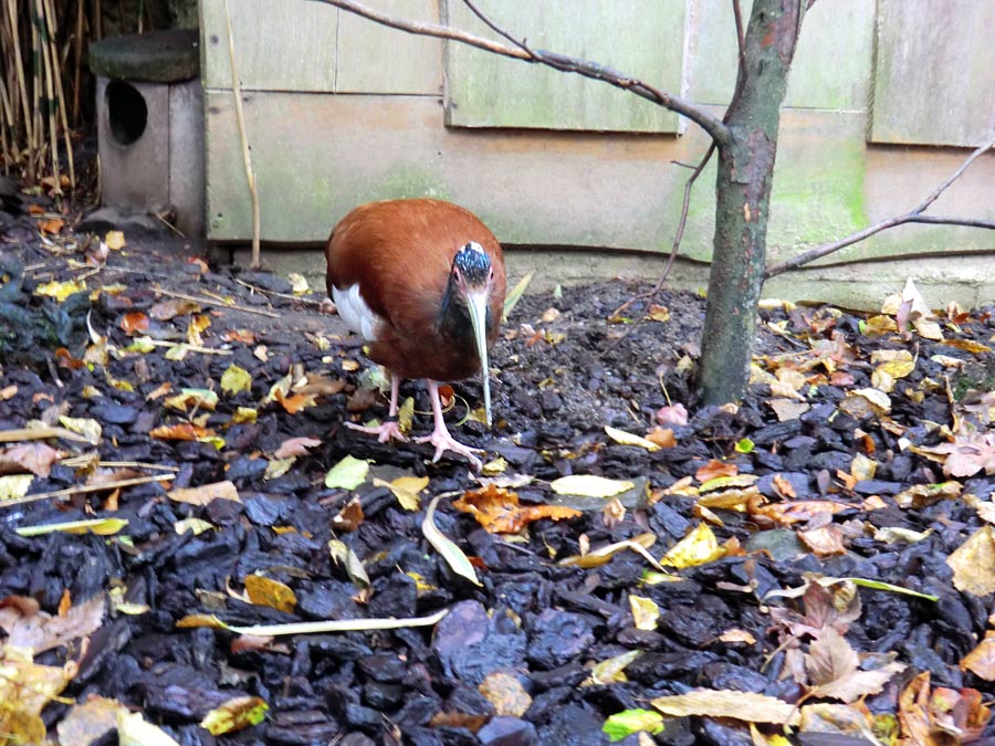 Mähnenibis im Zoo Wuppertal im Oktober 2013