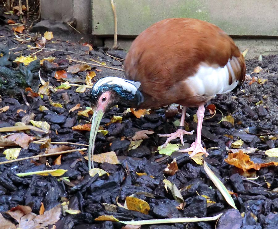 Mähnenibis im Zoologischen Garten Wuppertal im Oktober 2013