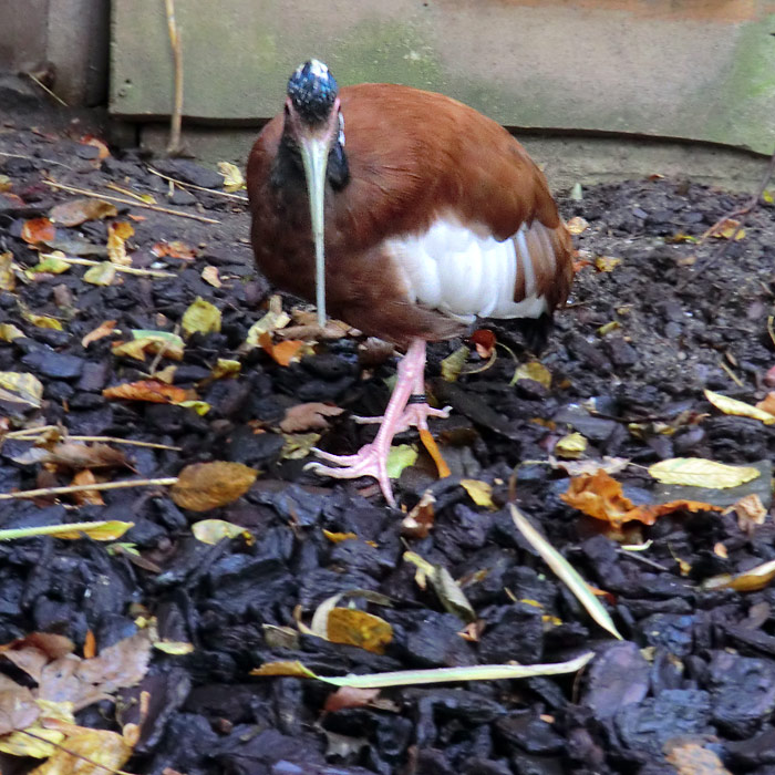 Mähnenibis im Wuppertaler Zoo im Oktober 2013