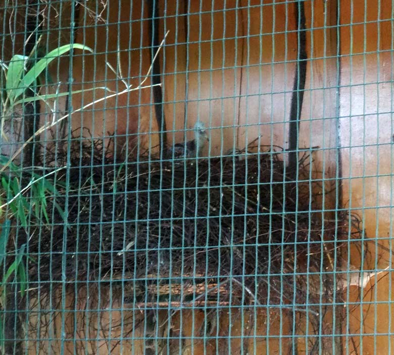 Mähnenibis-Jungvogel im Nest am 23. Juni 2016 in der Madagaskar-Voliere im Grünen Zoo Wuppertal