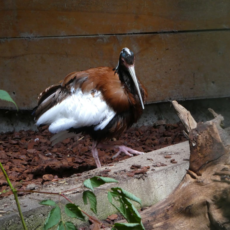 Mähnenibis am 14. Juli 2017 in der Madagaskar-Voliere im Zoologischen Garten der Stadt Wuppertal