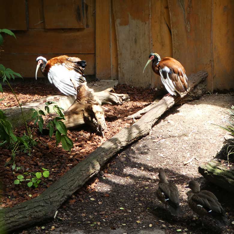 Mähnenibisse am 14. Juli 2017 in der Madagaskar-Voliere im Wuppertaler Zoo
