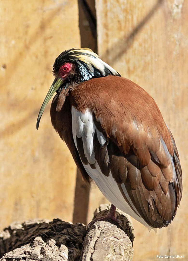 Mähnenibis am 10. April 2019 in der Madagaskar-Voliere neben dem historischen Gebäude der Zoodirektion im Wuppertaler Zoo (Foto Gerrit Nitsch)