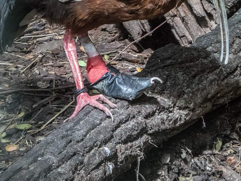 Mähnenibis mit verbundenem Fuß am 19. Juli 2020 in der Außenvoliere neben dem historischen Gebäude der Zoo-Direktion im Wuppertaler Zoo