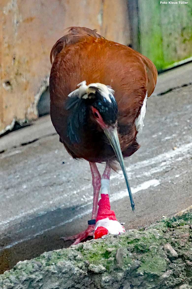 Verletzter Mähnenibis am 20. Juli 2020 in der Madagaskar-Voliere im Grünen Zoo Wuppertal (Foto Klaus Tüller)