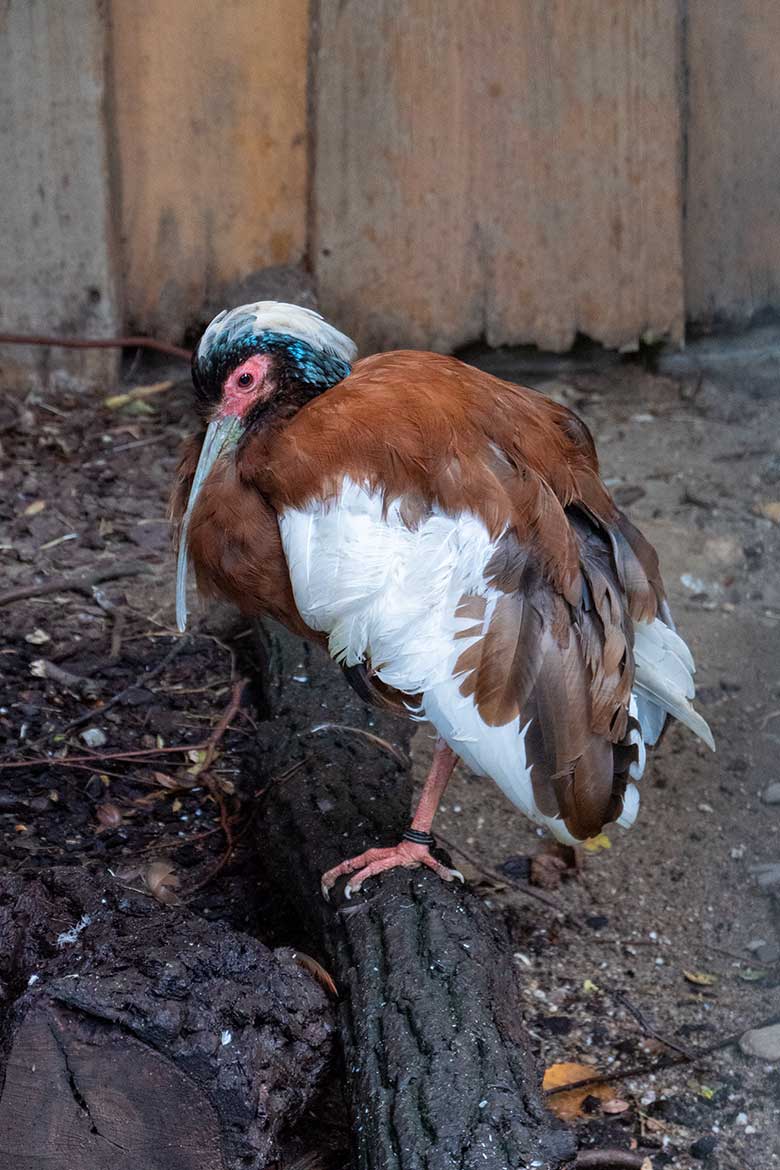 Männlicher Mähnenibis am 27. September 2020 in der Madagaskar-Voliere in der Nähe des historischen Gebäudes der Zoo-Direktion im Grünen Zoo Wuppertal