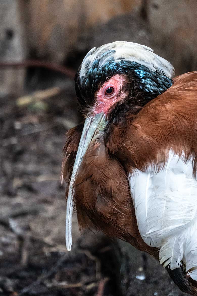 Männlicher Mähnenibis am 27. September 2020 in der Madagaskar-Voliere in der Nähe des historischen Gebäudes der Zoo-Direktion im Wuppertaler Zoo