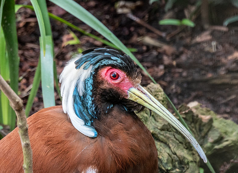 Weiblicher Mähnenibis am 14. April 2021 in der Madagaskar-Voliere neben dem historischen Gebäude der Zoo-Direktion im Grünen Zoo Wuppertal