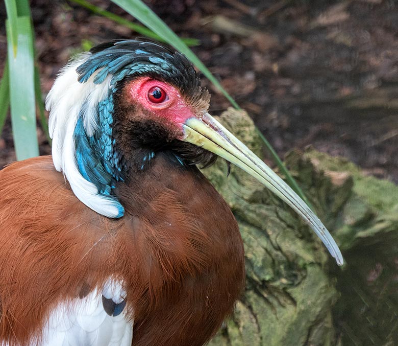 Weiblicher Mähnenibis am 14. April 2021 in der Madagaskar-Voliere neben dem historischen Gebäude der Zoo-Direktion im Grünen Zoo Wuppertal