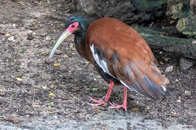 Männlicher Mähnenibis am 3. Juni 2024 in der Madagaskar-Voliere im Wuppertaler Zoo