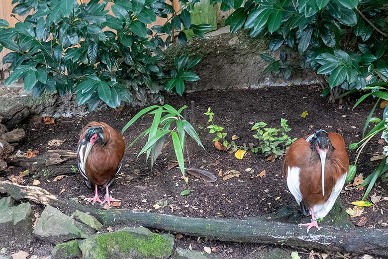 Männlicher und weiblicher Mähnenibis am 14. September 2024 in der Madagaskar-Voliere im Zoo Wuppertal