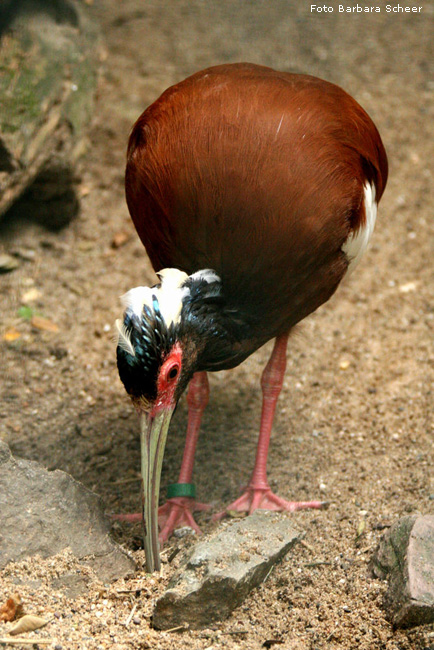 Mähnenibis im Wuppertaler Zoo (Foto Barbara Scheer)